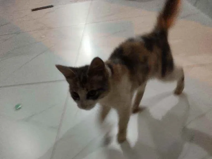 Gato raça SRD idade 2 a 6 meses nome Sem nome