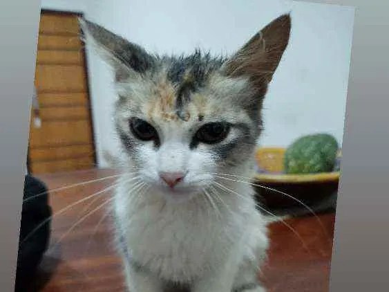 Gato raça SRD idade 2 a 6 meses nome Sem nome