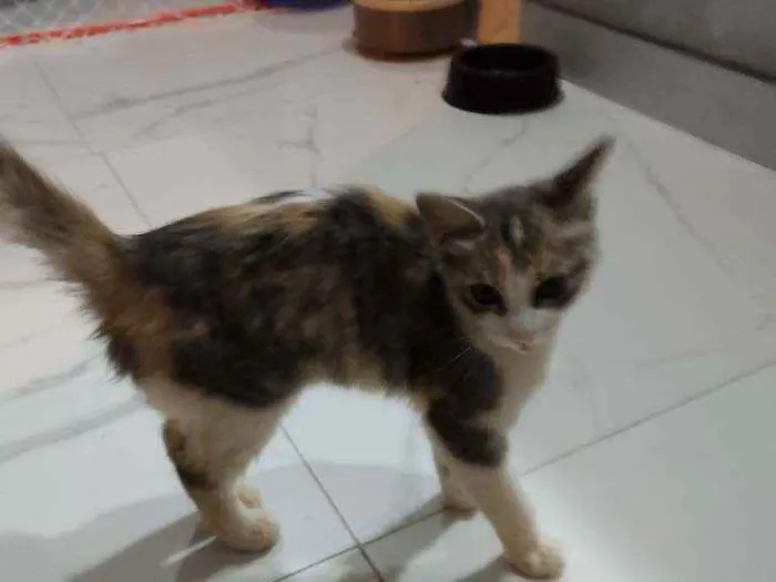 Gato raça SRD idade 2 a 6 meses nome Sem nome