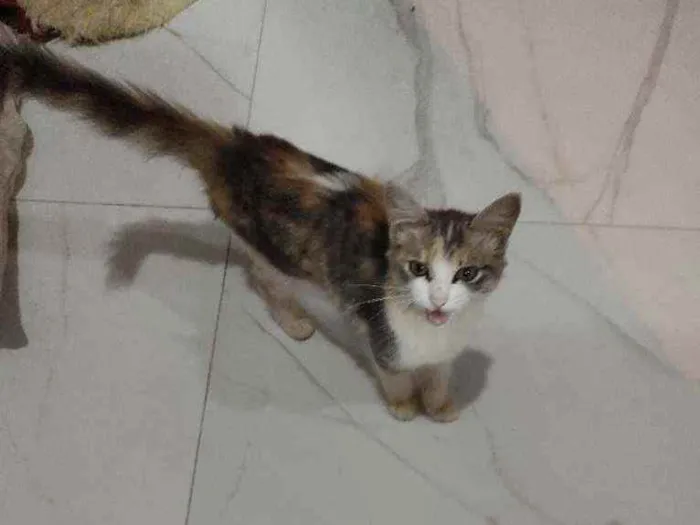 Gato raça SRD idade 2 a 6 meses nome Sem nome