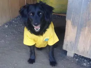 Cachorro raça SRD-ViraLata idade 4 anos nome Café