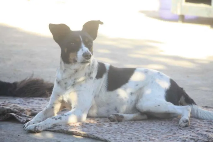 Cachorro ra a SRD-ViraLata idade 3 anos nome Mimosa