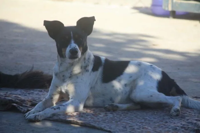 Cachorro ra a SRD-ViraLata idade 3 anos nome Mimosa