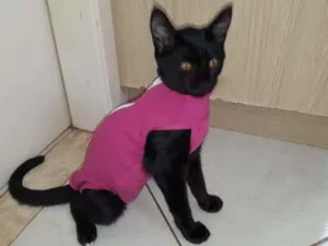 Gato raça SRD-ViraLata idade 2 a 6 meses nome Não tem nome