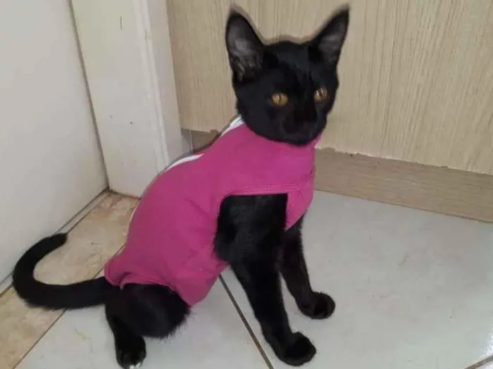 Gato ra a SRD-ViraLata idade 2 a 6 meses nome Não tem nome