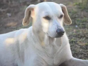 Cachorro raça SRD-ViraLata idade 3 anos nome Antonia