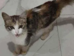 Gato raça SRD idade 2 a 6 meses nome Sem nome