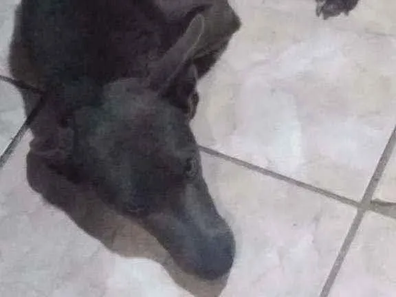 Cachorro ra a Vira lata idade 2 anos nome Pretinha, Cinza, Pre