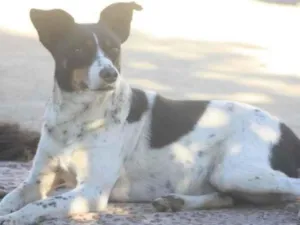 Cachorro raça SRD-ViraLata idade 3 anos nome Mimosa