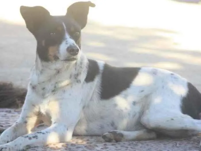 Cachorro ra a SRD-ViraLata idade 3 anos nome Mimosa