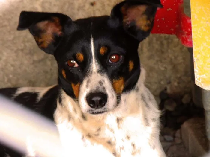 Cachorro ra a SRD-ViraLata idade 4 anos nome Mimosa