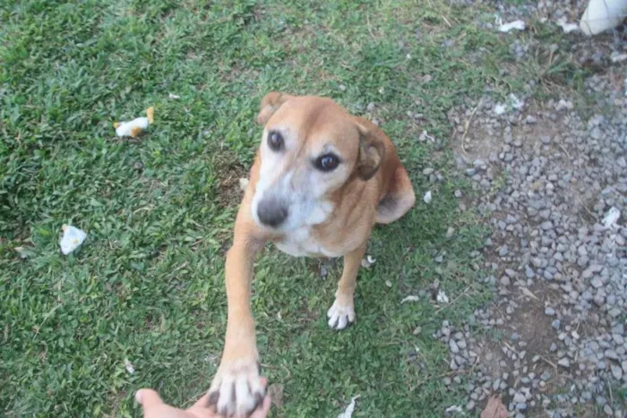 Cachorro ra a SRD-ViraLata idade 6 ou mais anos nome Vick