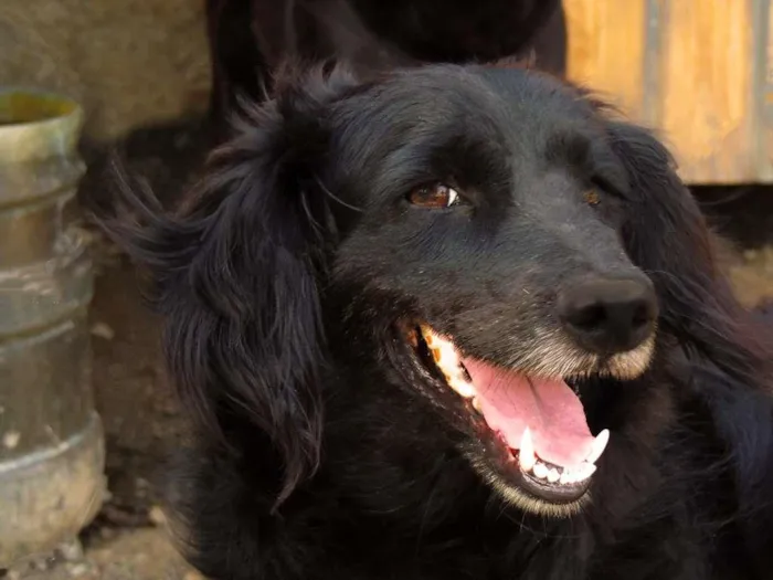 Cachorro ra a SRD-ViraLata idade 4 anos nome Café