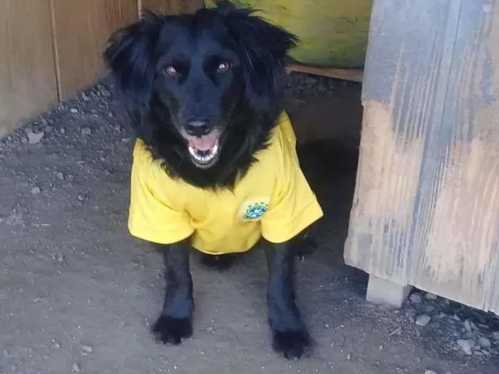 Cachorro ra a SRD-ViraLata idade 4 anos nome Café