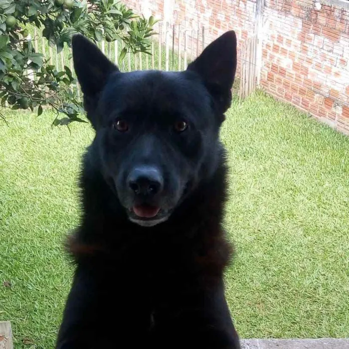 Cachorro ra a Pastor belga  idade 6 ou mais anos nome Chacal
