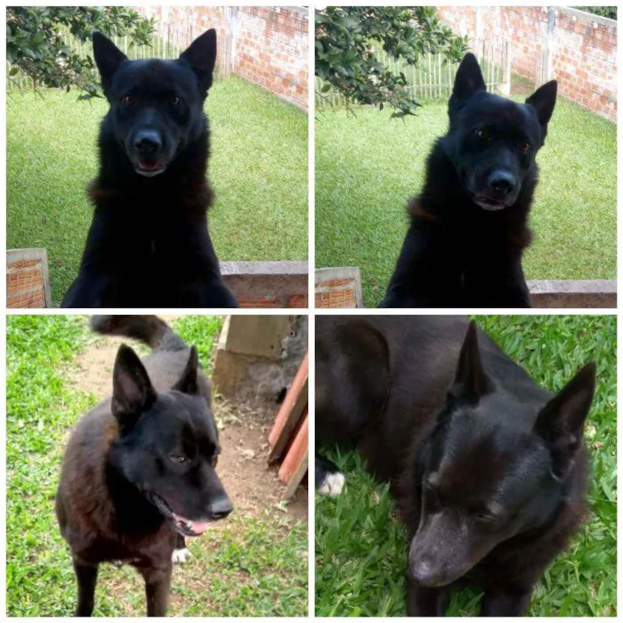 Cachorro ra a Pastor belga  idade 6 ou mais anos nome Chacal