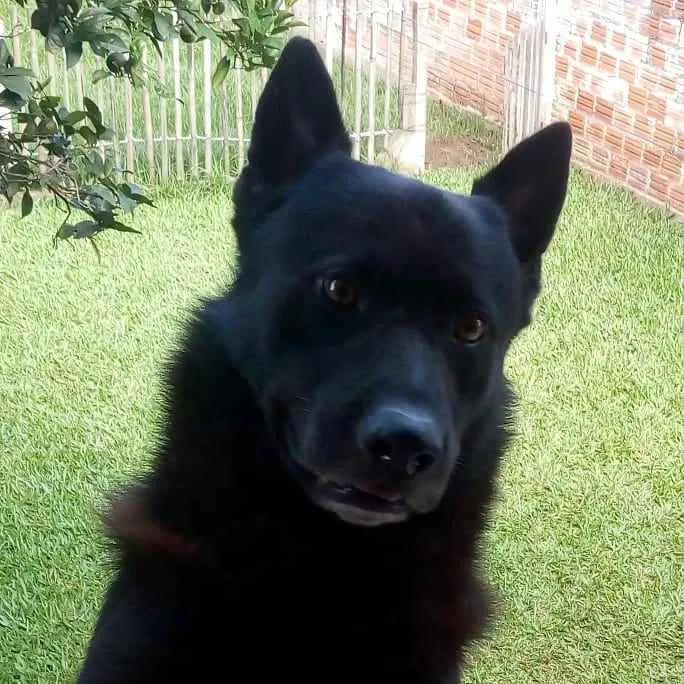 Cachorro ra a Pastor belga  idade 6 ou mais anos nome Chacal