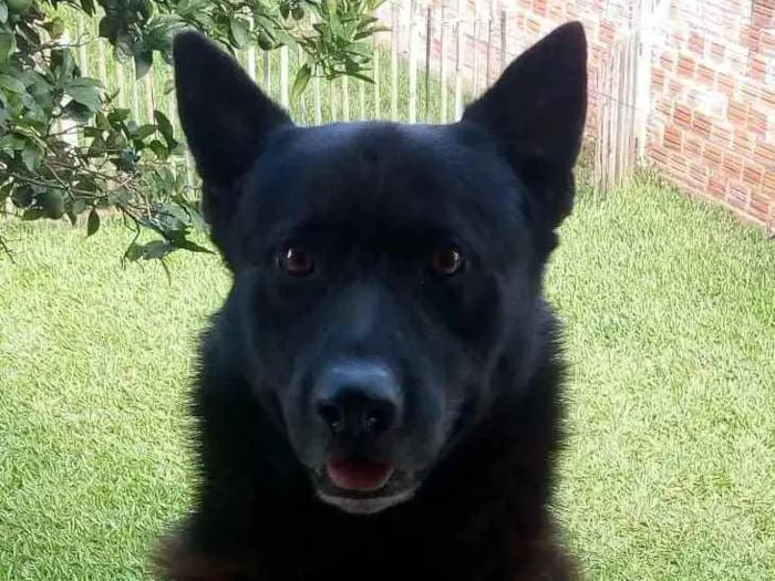 Cachorro ra a Pastor belga  idade 6 ou mais anos nome Chacal