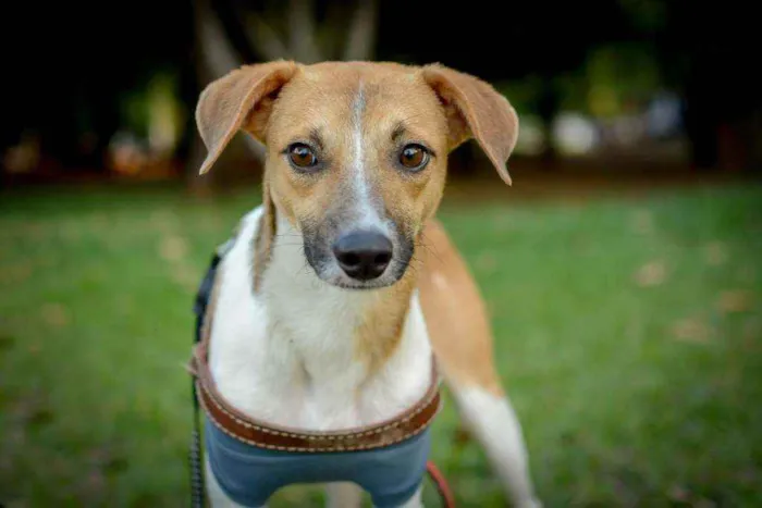 Cachorro ra a SRD idade 1 ano nome Caramelo e Estopinha
