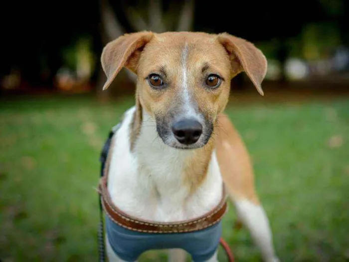 Cachorro ra a SRD idade 1 ano nome Caramelo e Estopinha