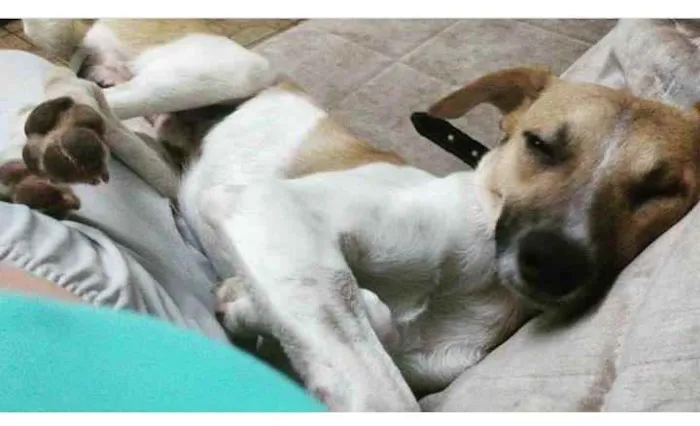 Cachorro ra a SRD idade 1 ano nome Caramelo e Estopinha