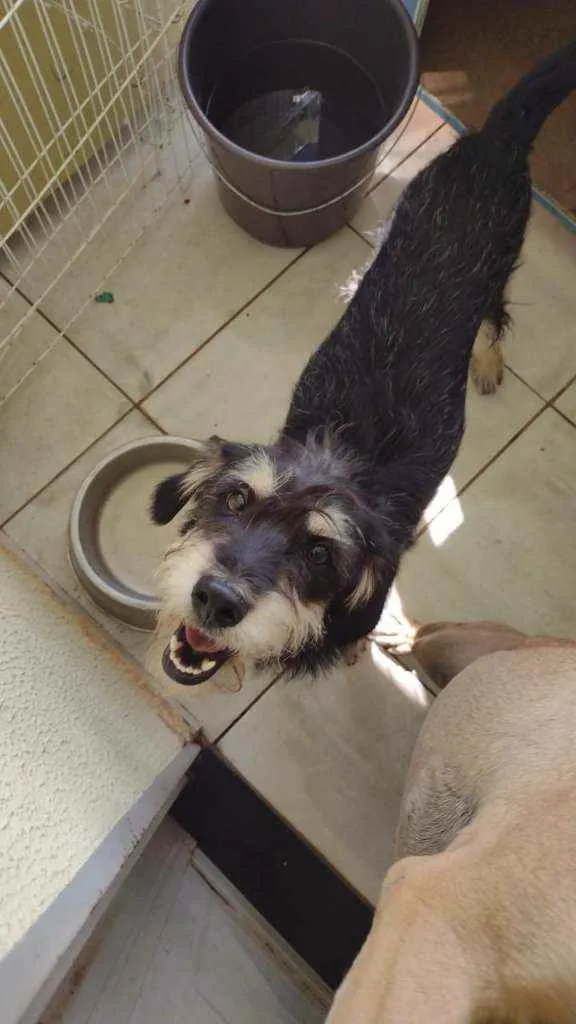 Cachorro ra a SRD idade 1 ano nome Caramelo e Estopinha