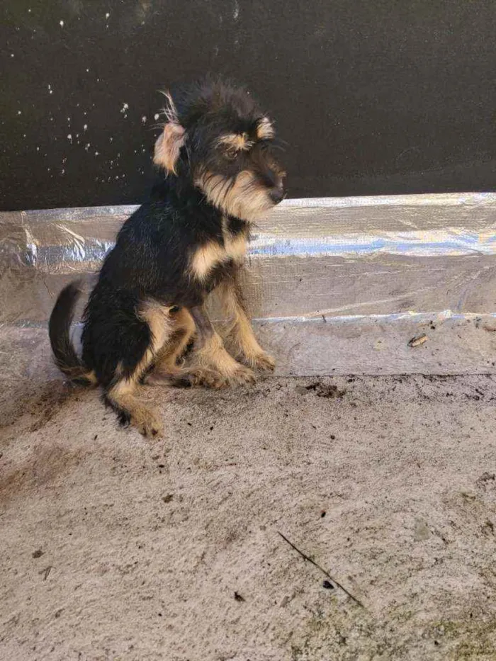 Cachorro ra a SRD idade 1 ano nome Caramelo e Estopinha