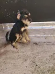 Caramelo e Estopinha