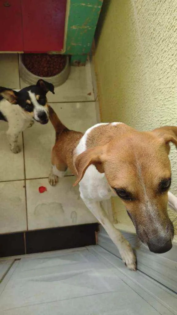 Cachorro ra a SRD idade 1 ano nome Caramelo e Estopinha