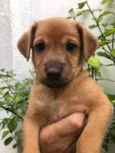 Cachorro raça Sem Raça Definida idade Abaixo de 2 meses nome Sem nome