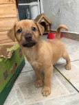 Cachorro raça Sem Raça Definida idade Abaixo de 2 meses nome Sem nome