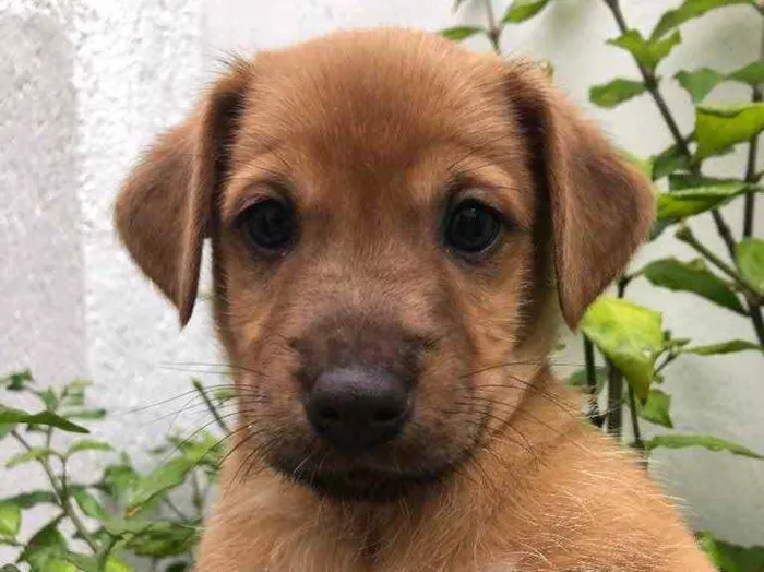 Cachorro raça Sem Raça Definida idade Abaixo de 2 meses nome Sem nome