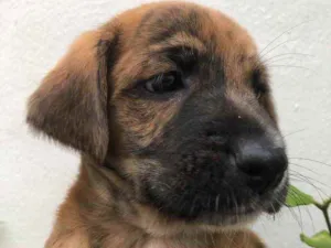 Cachorro raça Sem Raça Definida idade Abaixo de 2 meses nome Sem nome