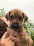 Cachorro raça Sem Raça Definida idade Abaixo de 2 meses nome Sem nome