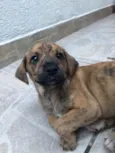 Cachorro raça Sem Raça Definida idade Abaixo de 2 meses nome Sem nome