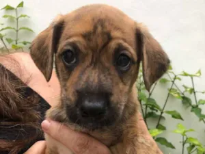 Cachorro raça Sem Raça Definida idade Abaixo de 2 meses nome Sem nome