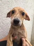 Cachorro raça Sem Raça Definida idade 2 a 6 meses nome Sem nome