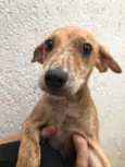 Cachorro raça Sem Raça Definida idade 2 a 6 meses nome Sem nome