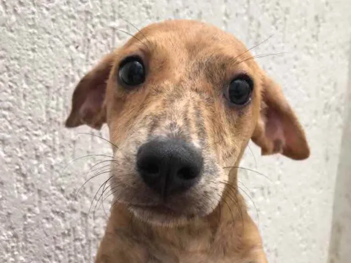 Cachorro raça Sem Raça Definida idade 2 a 6 meses nome Sem nome