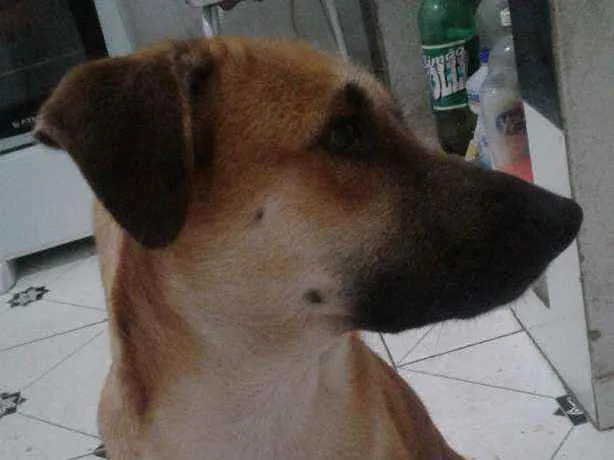 Cachorro ra a SRD idade 1 ano nome Lucky