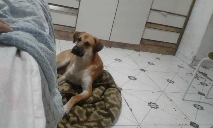 Cachorro ra a SRD idade 1 ano nome Lucky