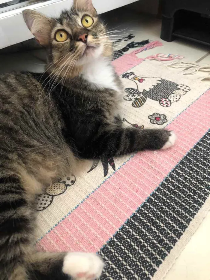Gato ra a SRD idade 2 anos nome Cloe 
