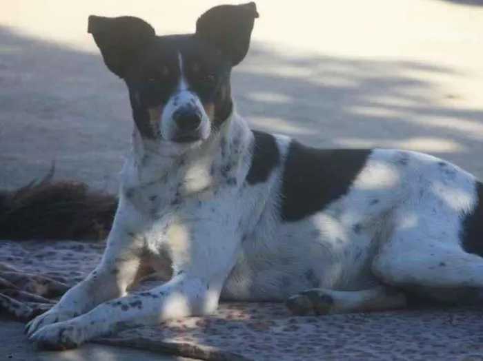 Cachorro ra a SRD-ViraLata idade 4 anos nome Mimosa