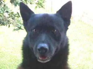 Cachorro raça Pastor belga  idade 6 ou mais anos nome Chacal