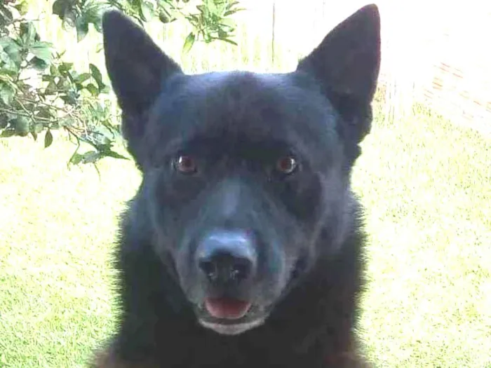 Cachorro ra a Pastor belga  idade 6 ou mais anos nome Chacal