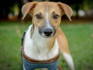 Cachorro raça SRD idade 1 ano nome Caramelo e Estopinha