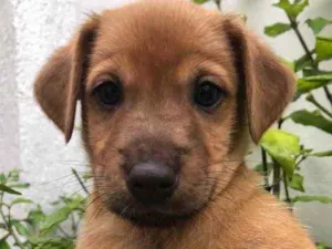 Cachorro raça Sem Raça Definida idade Abaixo de 2 meses nome Sem nome
