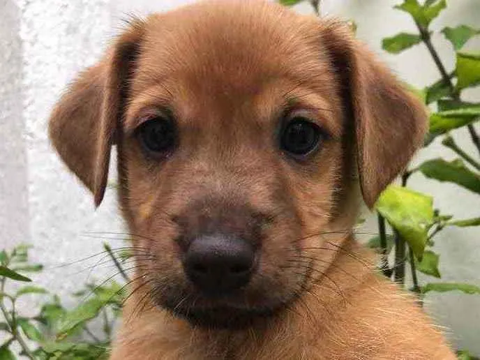 Cachorro raça Sem Raça Definida idade Abaixo de 2 meses nome Sem nome