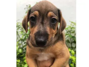 Cachorro raça Sem Raça Definida idade Abaixo de 2 meses nome Sem nome