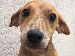 Cachorro raça Sem Raça Definida idade 2 a 6 meses nome Sem nome